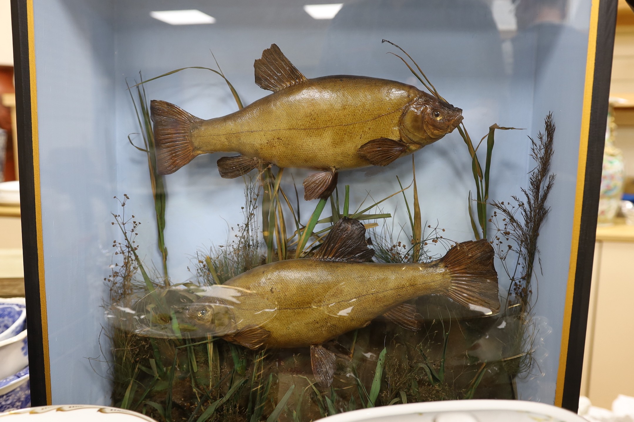 A cased pair of taxidermy tench. 62cm high